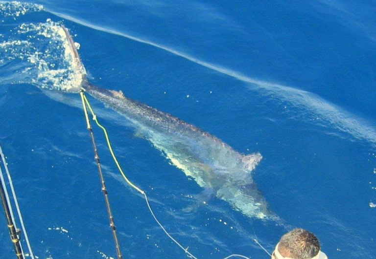 marlin-pesca-colombia