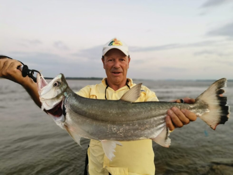 pesce-vampiro-colombia