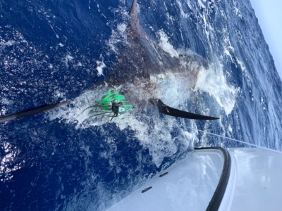 a pesca di Marlin in barca in gran canaria