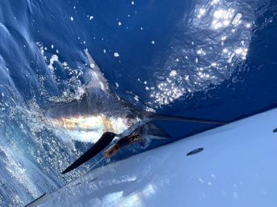 a pesca di Marlin in barca in gran canaria
