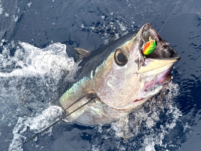 pesca di tonno gran canaria