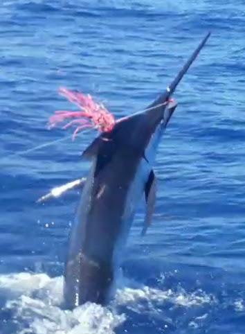 Viaggio di pesca a la Gomera a pesca di pesce spada con guida di Canarias Fishing