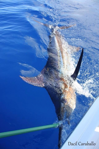 Viaggio di pesca a la Gomera a pesca di pesce spada con guida di Canarias Fishing